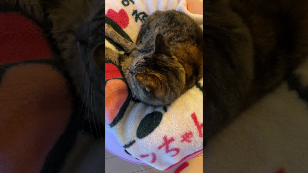 令和7年4月14日 猫達放出！ #shorts #cat - YouTube