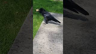 more news from my crow friends 