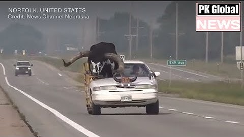 Howdy Doody: Police pull over man carrying enormous bull in his car