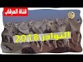 مسيرة النوادر لمالك الإبل فارس بن مسعود بن قويزان العتيبي النوادر 2018