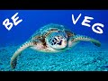 Be veg and encourage vegetarian turtle live long life nature antistress motivation learning