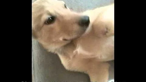 Adopted! Lytle TX Animal Control: Adopt Diana, An ...