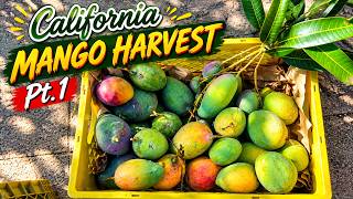 California Mango Harvest Pt.1