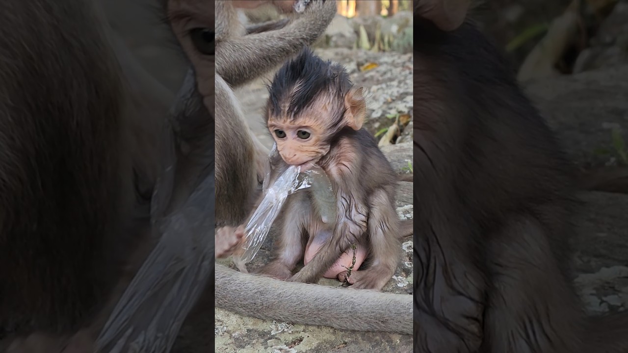 mommy and baby monkey JOLAN like salt 