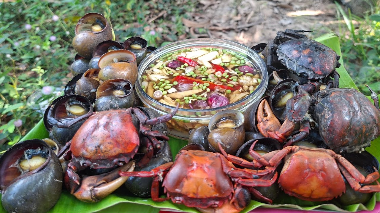 TƯ LANG THANG# TỰ ĐI KIẾM CUA ỐC LAM BỮA ĂN O ĐỒNG TOÀN ỐC CUA SIÊU TO