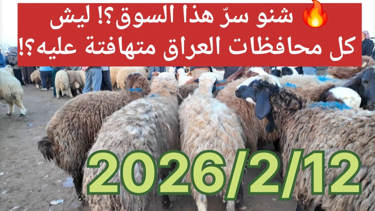 🔥 شنو سرّ هذا السوق؟! ليش كل محافظات العراق متهافتة عليه؟!