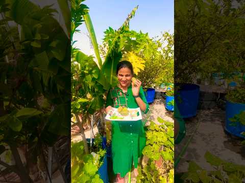 आज की काचरी हार्वेस्ट देखकर आपका भी मन चटनी खाने का करेगा! 😋 #kachri #vegetables #terracegarden