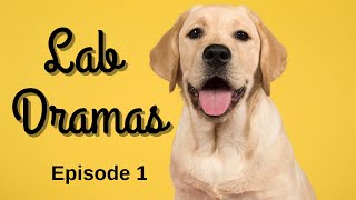 Lab Dramas I Episode 1- Falling In Lab (Revised Edition)