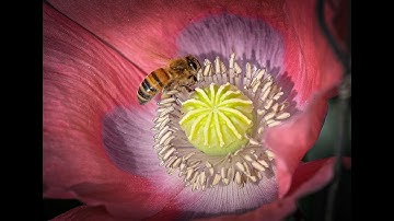 Part 7: Soil Science and Composting