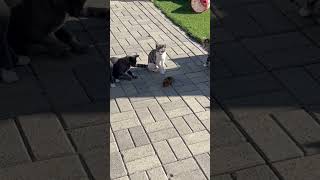 Mole Bites Back Cats are Scared After Traumatic Run in with the Beast