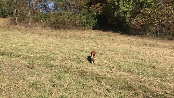 German Shepherd protects farmer from Coyote part 1