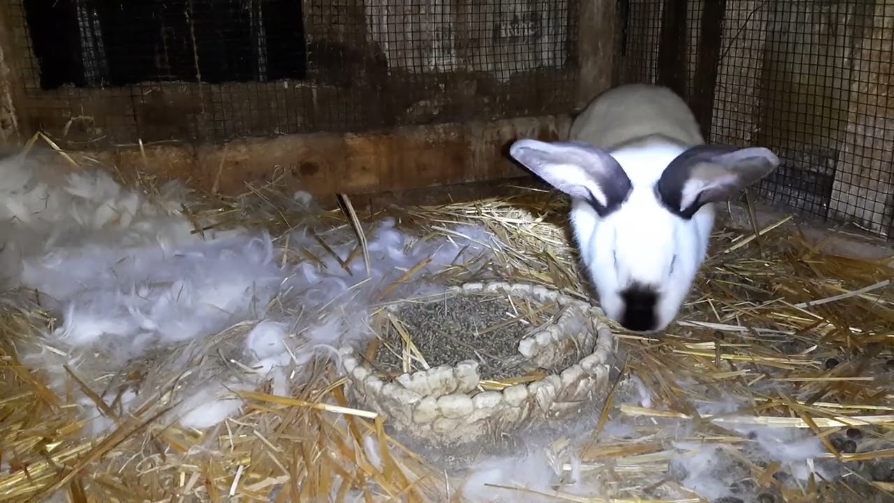 tratament anti stres la iepuri, cuiburi noi, diferența dintre belgian și Uriaș german, adăpători noi