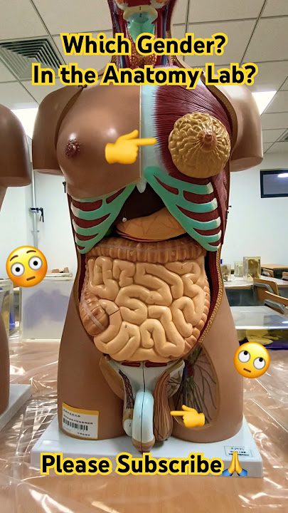 3D Anatomy Model😱🙄Chinese Gender Abnormal Model😳#viral #trending #shortsvideo #anatomy #dr #tcm