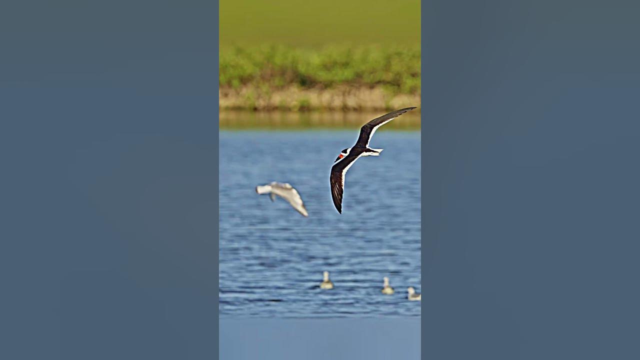 Skimmers skimming off the top YouTube