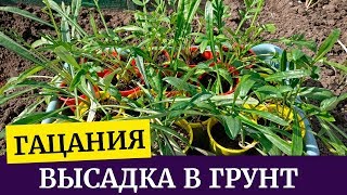 Посадка гацании в открытый грунт