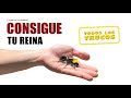 CÓMO CONSEGUIR UNA HORMIGA REINA (FÁCILMENTE) - TUTORIAL Y TRUCOS - EL PLANETA DE LAS HORMIGAS