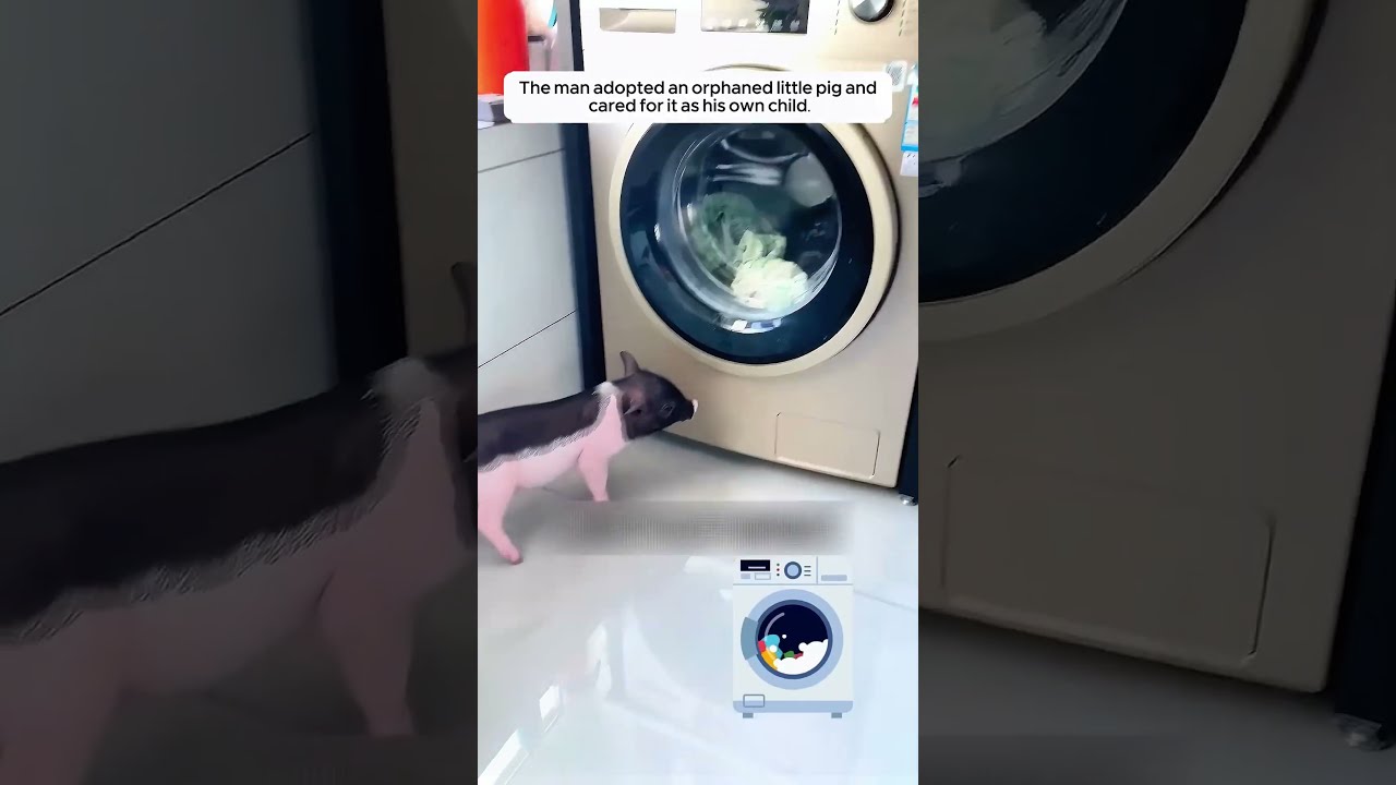 The Man Adopted A Little Pig And Gave It Love Animalshorts