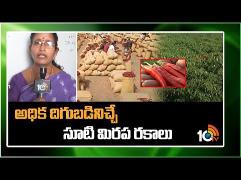 అధిక దిగుబడినిచ్చే సూటి మిరప రకాలు | Mirchi Crop | Matti Manishi | 10TV