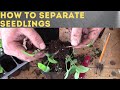 How to separate seedlings