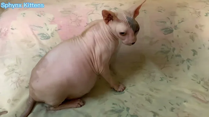 Watch the video about Pregnant sphynx cat plays sounds to help relieve stress and ease your mood