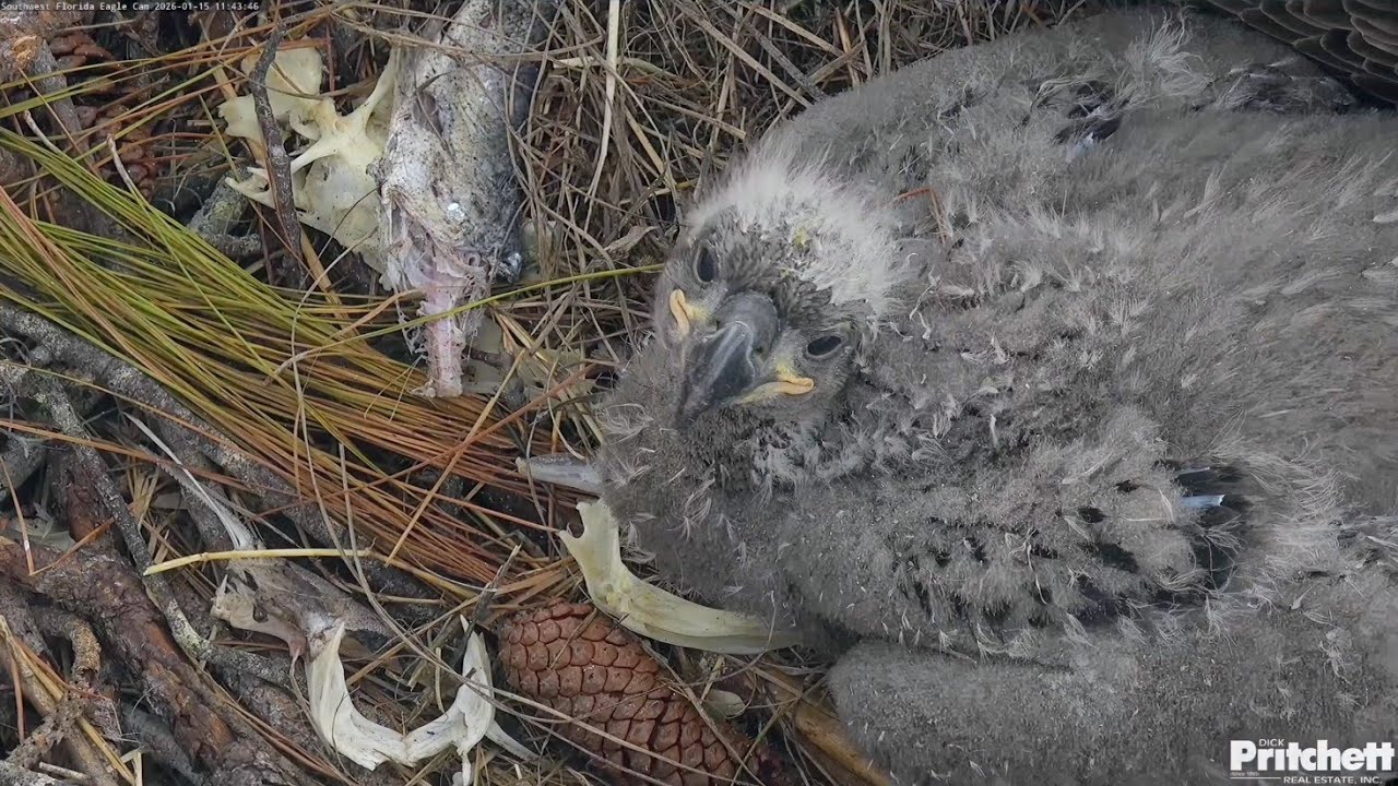 SWFL EAGLE CAM 2026.1.15 🐇🐟After being fed from M15, E26 begins self-feeding fish.