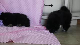 Pomsky Puppies For Sale