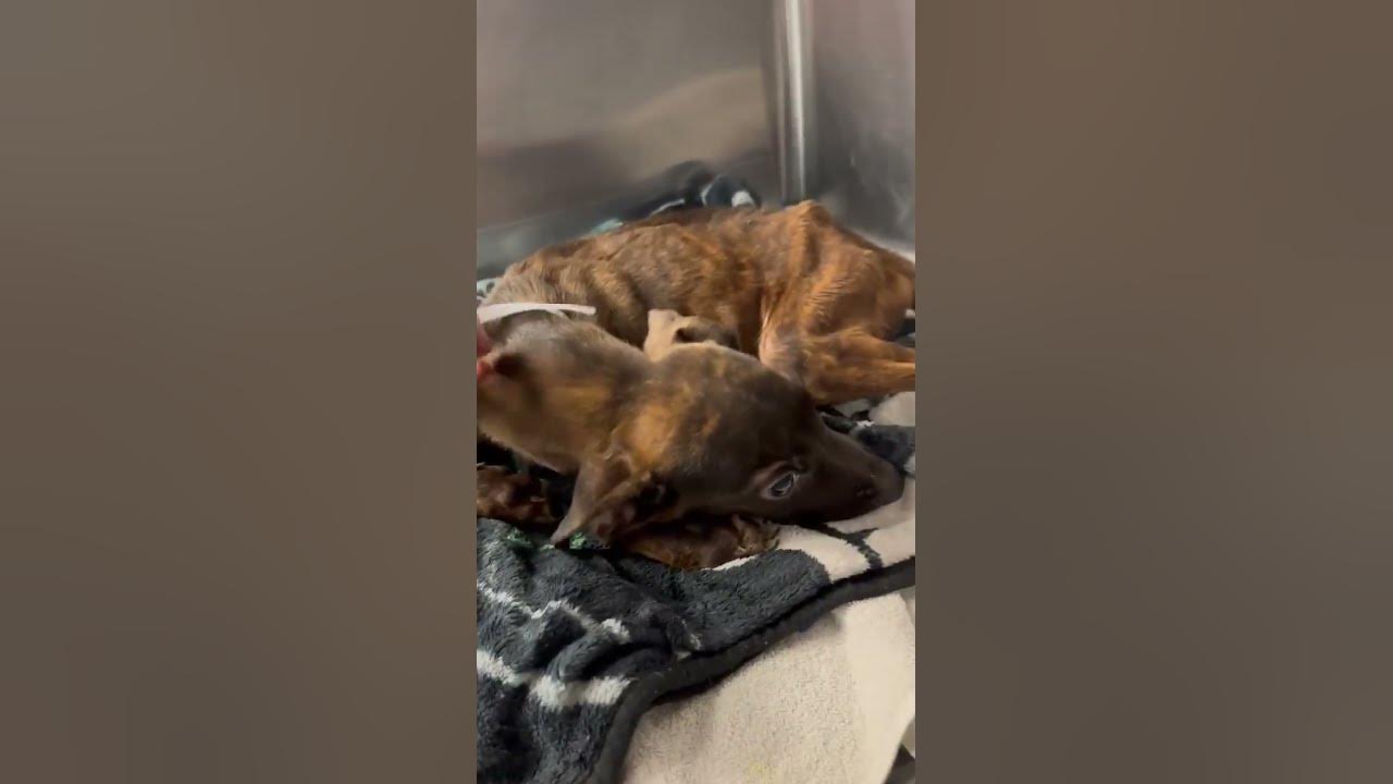 Meet A1845444 TINY TIM YouTube