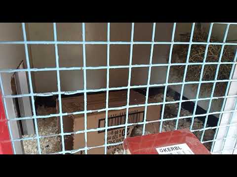 cavia, kippen, ezel kinderboerderij Aalsmeer Nederland.