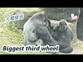 Little gorilla jabali kept bothering daddy and mommys sweet time  jabali