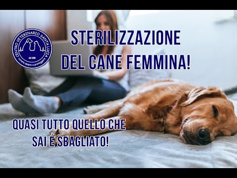 Video: Quanto tempo separa padre cane da madre e cuccioli?