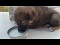 Cute stray puppy || without mother || this video will make you cry