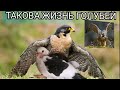 Такова Жизнь Голубей,Сокол_Сапсан,Such Is The Life Of Pigeons, Falcon_Peregrine Falcon