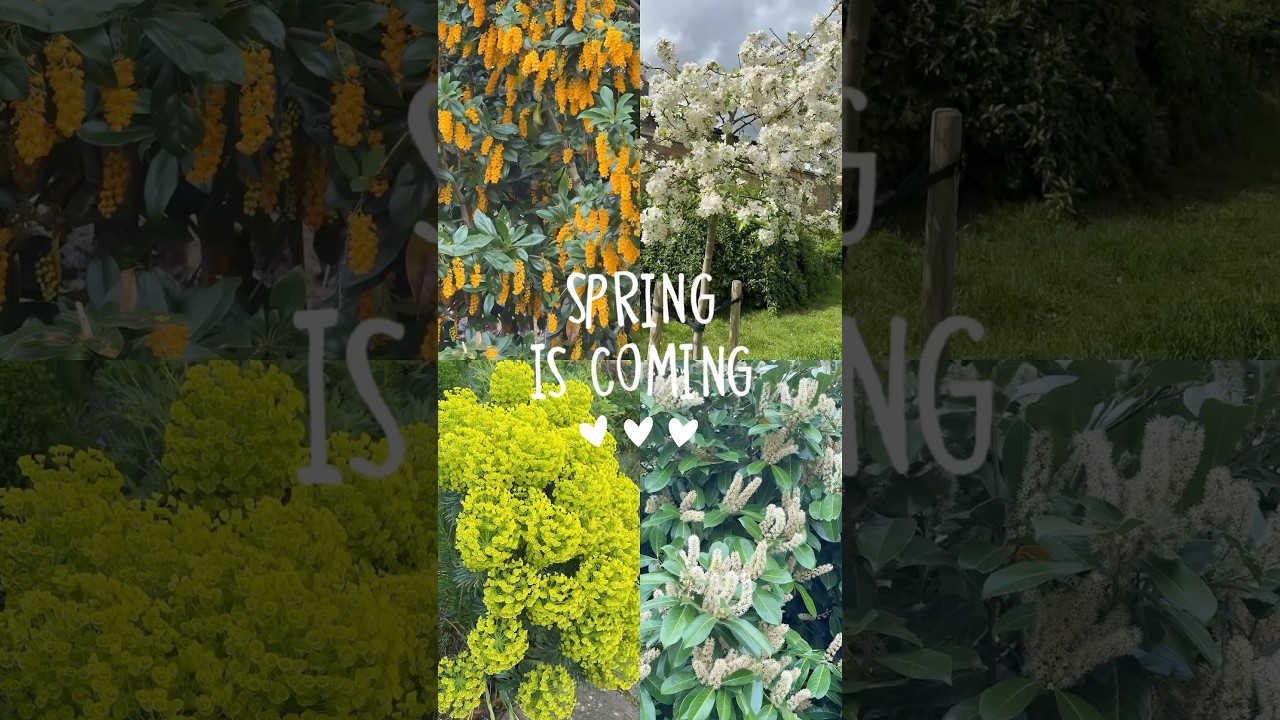 **🏞️ Exploring Beddington Park – A Peaceful Walk in London’s Hidden Gem! | 4K Walking Tour**