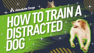 Training a distracted dog  how to teach your dog to focus on you!