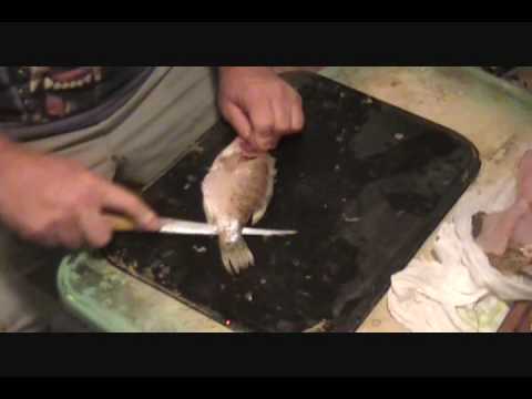 FISH FILLETING, CLEANING and CARE - Video ONE of S...