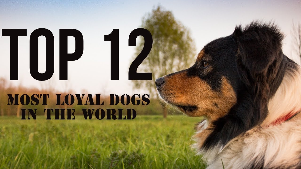 The most loyal dogs in the world - YouTube