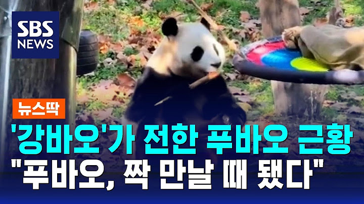 '강바오'가 전한 푸바오 근황…"내년쯤 짝 만나야" / SBS / 뉴스딱
