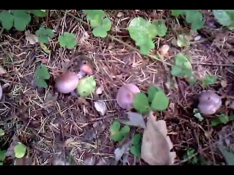Грибы рядовки фиолетовые. Как распознать