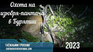 видео: Охота на изюбря-пантача в хребте Хамар-Дабан. Сезон 2023 картинка: Охота на изюбря-пантача в хребте Хамар-Дабан. Сезон 2023