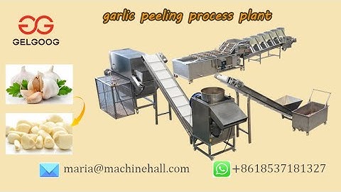 Operation Video About The Garlic Peeling Machine Plant