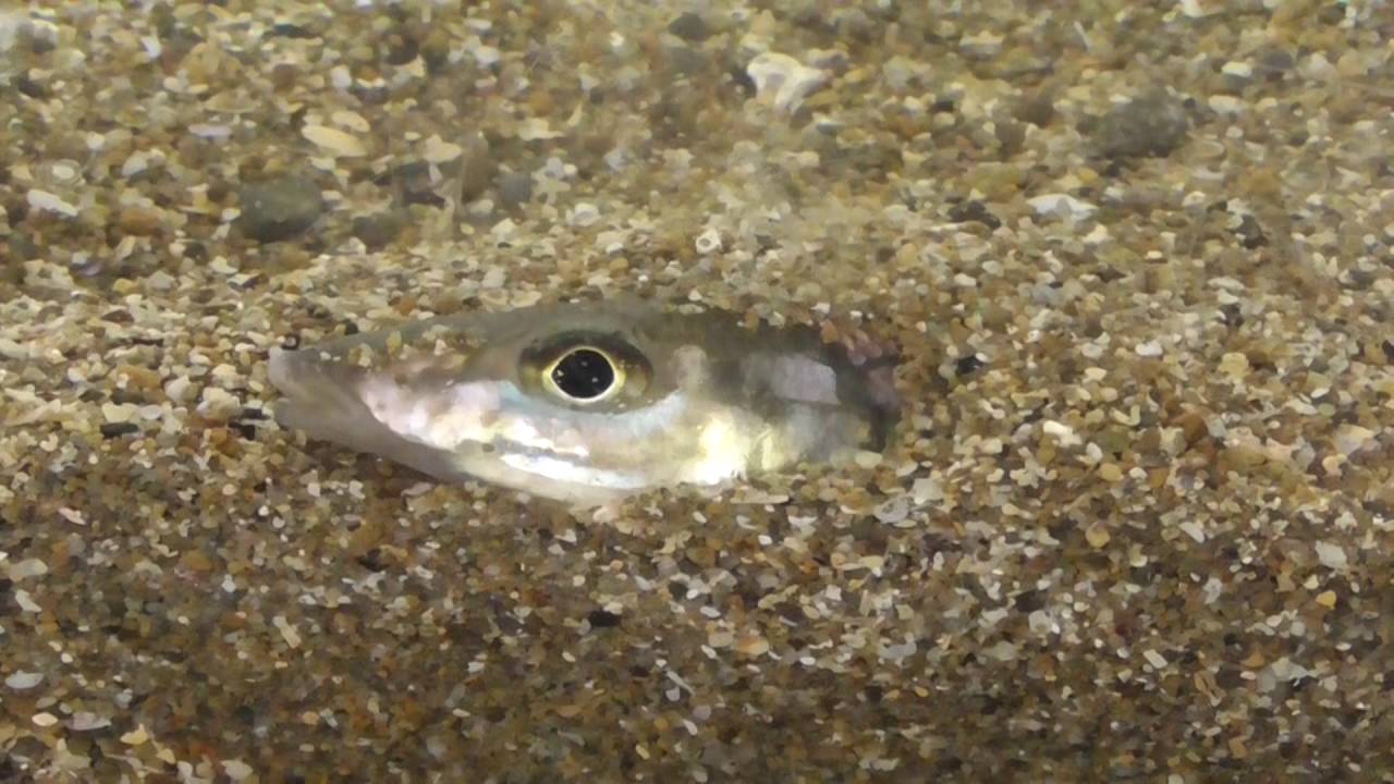 キス 夜釣り 昼に比べて釣れづらい理由は 海水魚の種類と釣り方