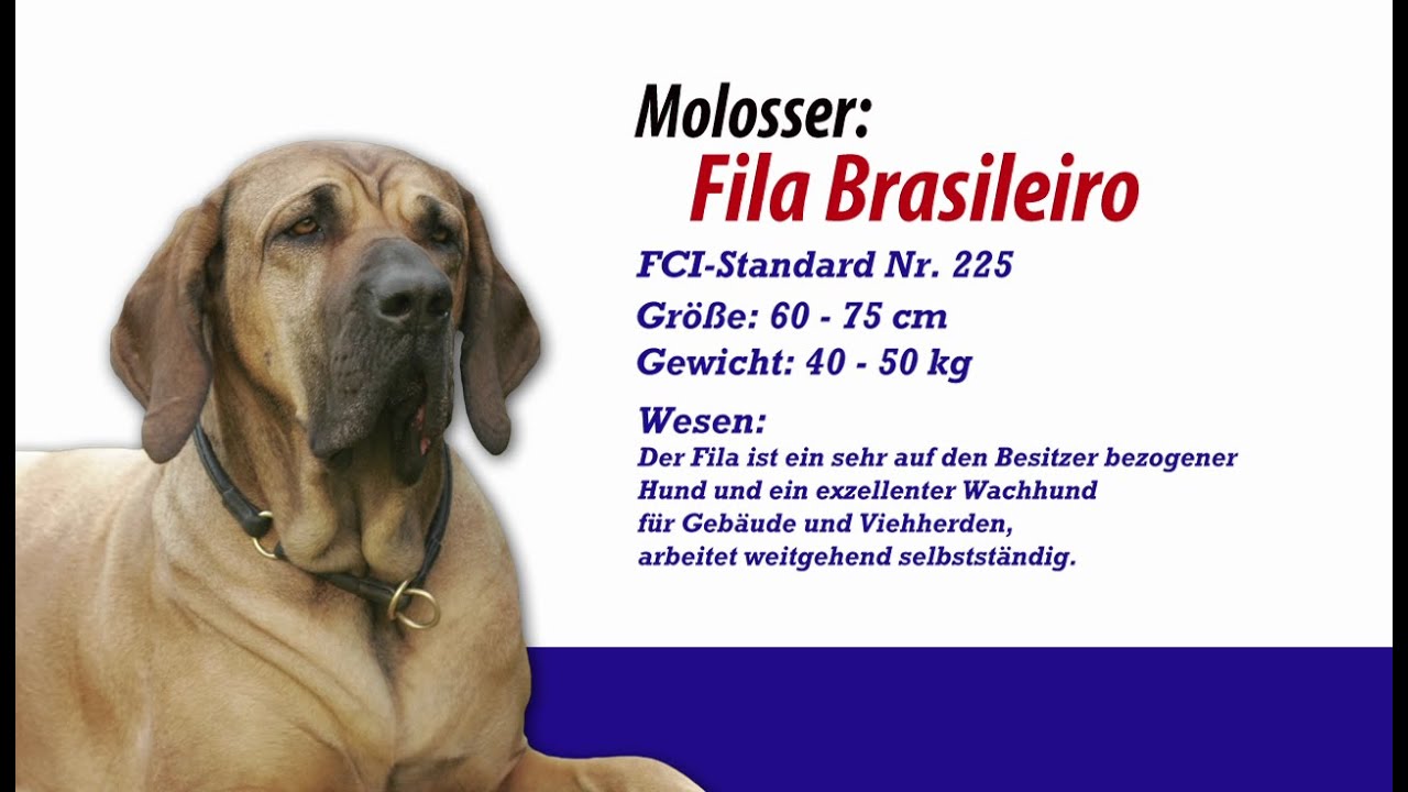 Fila Brasileiro FCI-Standard