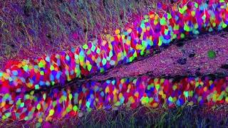 Brainbow Hippocampus