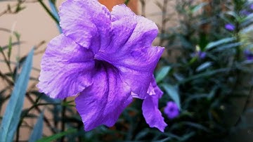 Suy Niệm Lời Chúa, Ngày 21/11/2025, Thứ Sáu Tuần XXXIII Thường Niên, Đức Mẹ Dâng Mình Trong Đền Thờ