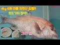 4kg 6짜 자연산 대물 참돔회뜨기 영상, 회뜨는법, 회뜨기의 정석!!