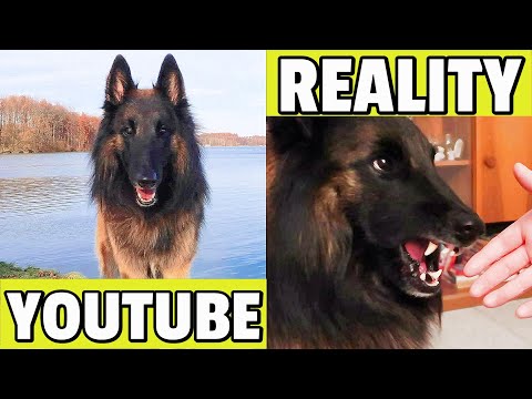 Video: Belgian Tervuren Aub Yug Hypoallergenic, Noj Qab Haus Huv Thiab Lub Neej Span