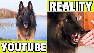 Belgian Shepherd Tervuren  AGRESSIVE or CALM??? | Attack or Cuddle? |