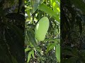 King of Fruits at Devbhoomi Farms! 👑🥭 #Shorts27 May 2026