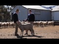 Sydney Royal Sheep & Fleece Show - Merino Sheep Judging Competition