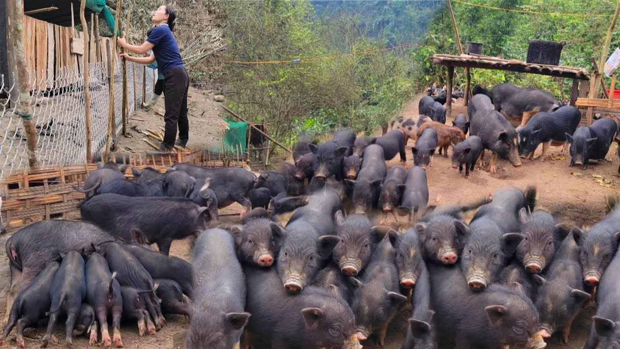 Life in the forest makes friends with pigs, chickens, and ducks